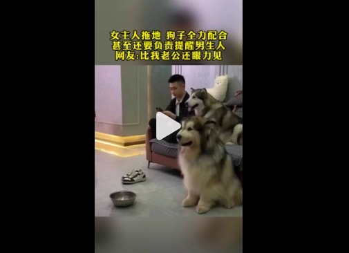 主人在家拖地狗子全力配合 