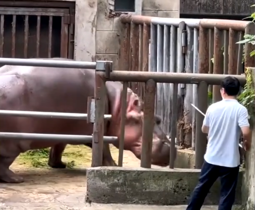 可爱！南京一动物园内，河马打针后找饲养员求安慰