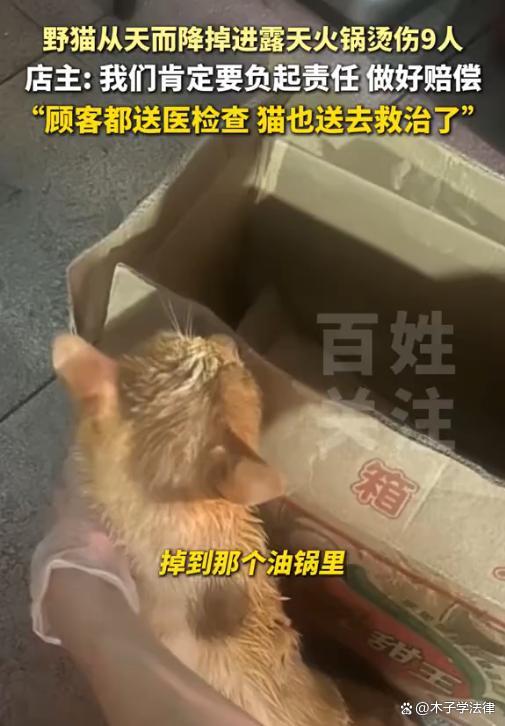店主回應天降貓咪掉進露天火鍋燙傷9人 意外事件引熱議