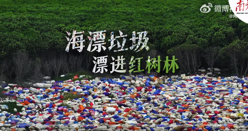海漂垃圾涌入紅樹林臭氣熏天 候鳥棲息地內(nèi)藏垃圾帶