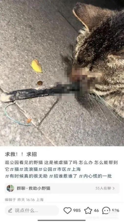 上海復(fù)興公園又一貓雙眼被射 再次發(fā)生流浪貓虐待事件