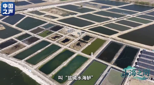中国在盐碱地成功养海鲜！宁夏戈壁滩年产上千吨海鲜