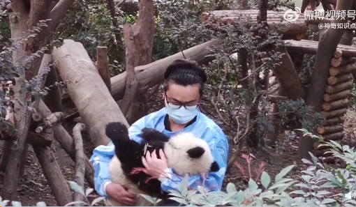 基地回应大熊猫福菀被游客泼水 福菀还是残疾熊