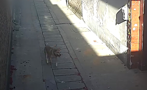 狗狗走失一个月回家狂撞门