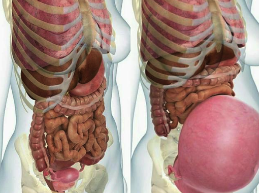 原来怀孕时脏器会被挤变形 