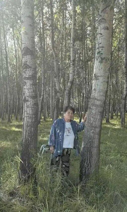 官方回应农户300亩杨树被禁止砍伐 护林二十余年终难获补偿