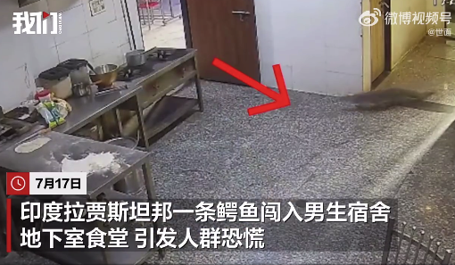 印度一鳄鱼不请自来闯宿舍食堂 厨师员工仓皇逃离,有学生持棍驱赶