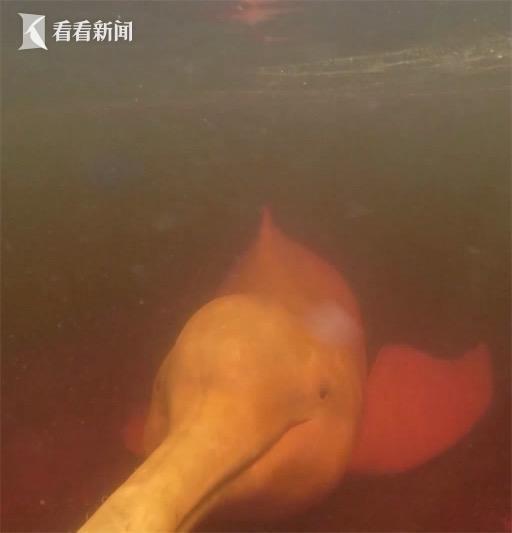 亚马孙河浮现淡水豚尸体 离奇死亡?