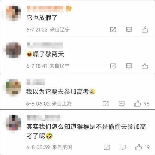 白眉长臂猿太爱叫被关禁闭 为高考静音