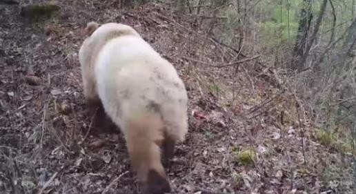 陕西再现野生棕色大熊猫