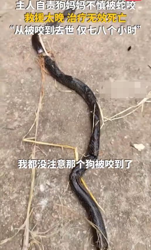 狗狗護(hù)主與眼鏡蛇搏斗被咬傷