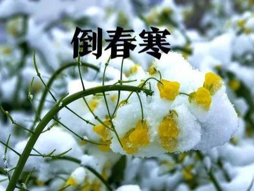 老話說“雪落七九頭,，人畜都發(fā)愁” 啥意思,？