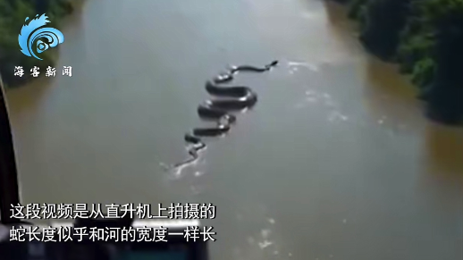巨物恐懼者慎入！巨型蟒蛇在亞馬遜河面滑行