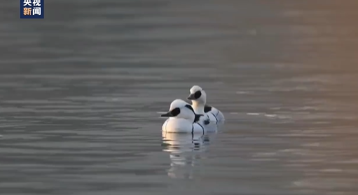山西出现熊猫鸭 鸭鸭也有熊猫同款皮肤!