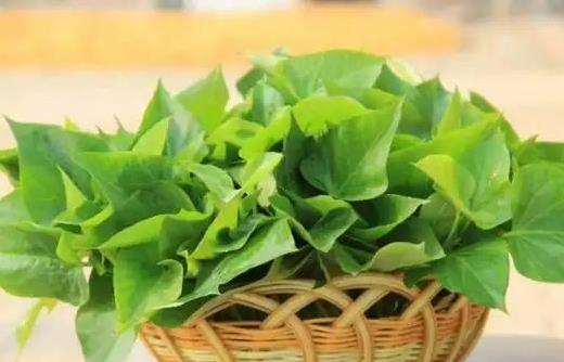 关节痛得要命，红薯叶吃3月不痛了，真有这么神？