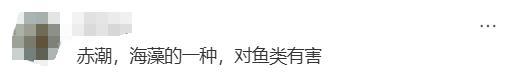 多地海邊出現(xiàn)“爆爆珠” 藻類引發(fā)赤潮現(xiàn)象