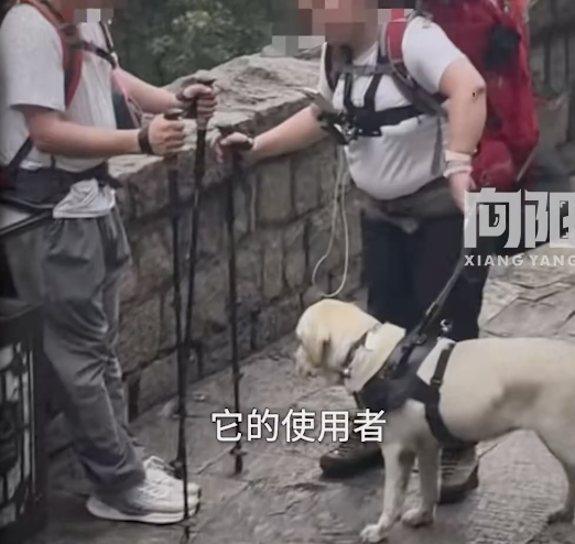 导盲犬服务中心谈带导盲犬爬泰山