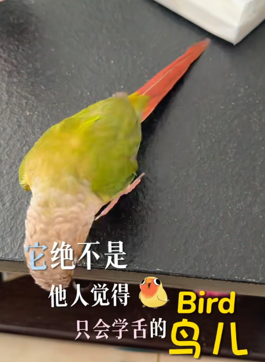 手养鹦鹉能闯多大祸？！医生：谨防感染角结膜病