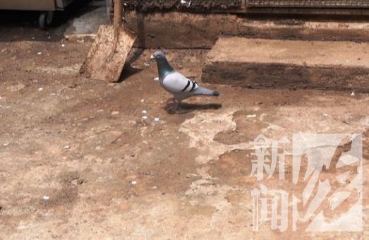 23只賽用信鴿被盜市場估值超50萬 蟊賊識貨斷羽盜鴿