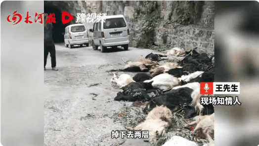 河南辉县近百只山羊接连跳崖坠亡