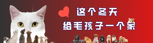 这个冬天给毛孩子一个家
