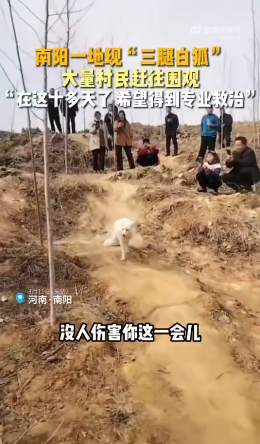 二月二河南南阳发现野生白狐