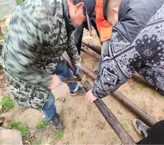 寒潮“冻”真格!平安产险启动预案撑起红安大棚“稳架子”