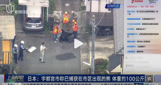 日本熊出沒致學校停課 目前黑熊已被捕獲
