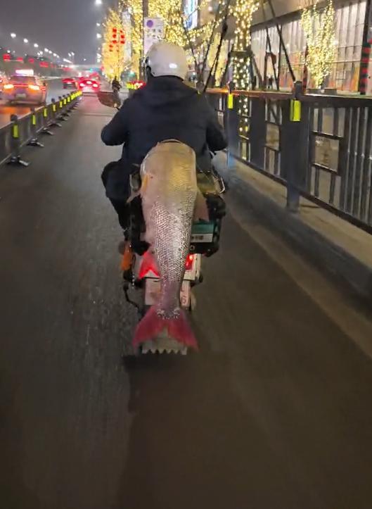 男子钓到超大鱼骑电动车满街“晒快乐” 绕城5小时炫耀