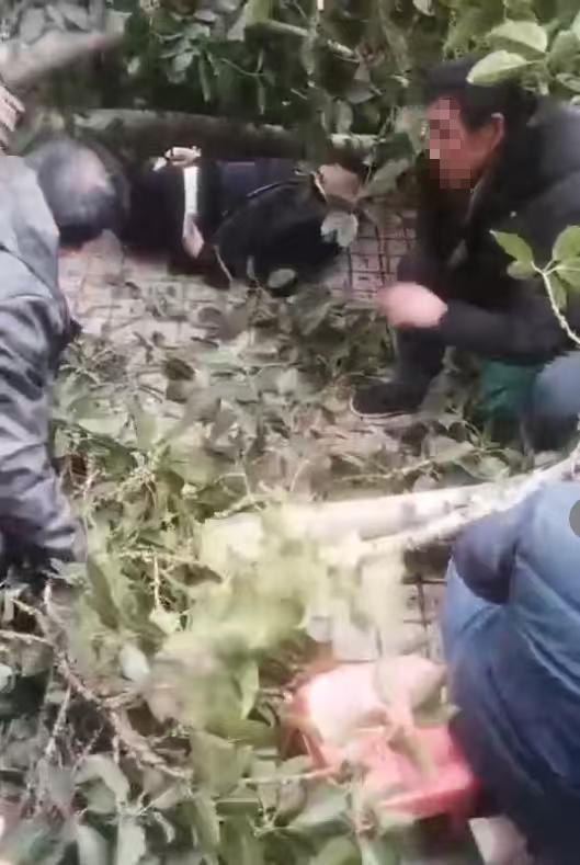 重慶一顆黃桷樹突然倒掉多人被砸 4人受傷送醫(yī)