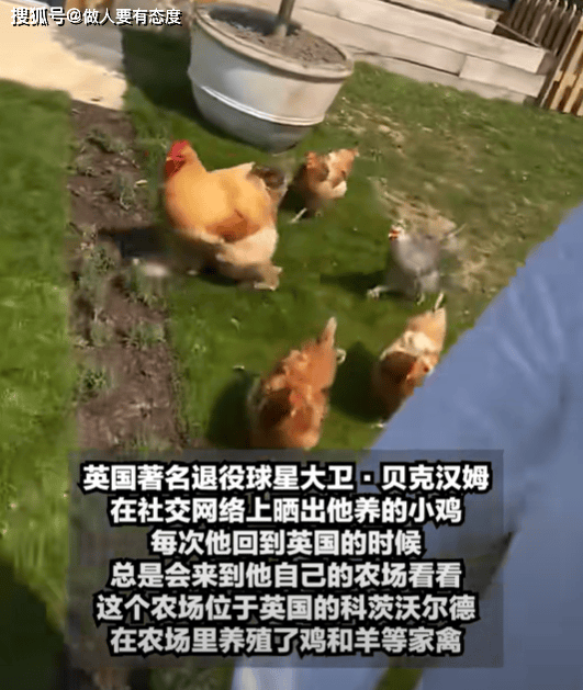 贝克汉姆农场遛鸡晒太阳 昔日绿茵王者退休生活曝光(2)