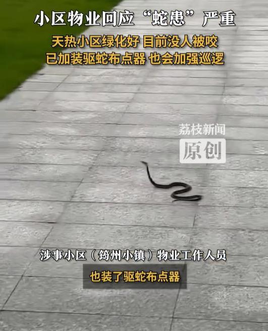 大蛇小蛇小区内溜达 物业回应 已加强防范措施