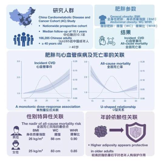 40岁后微胖才是长寿“黄金体重” 中年发福或成加分项