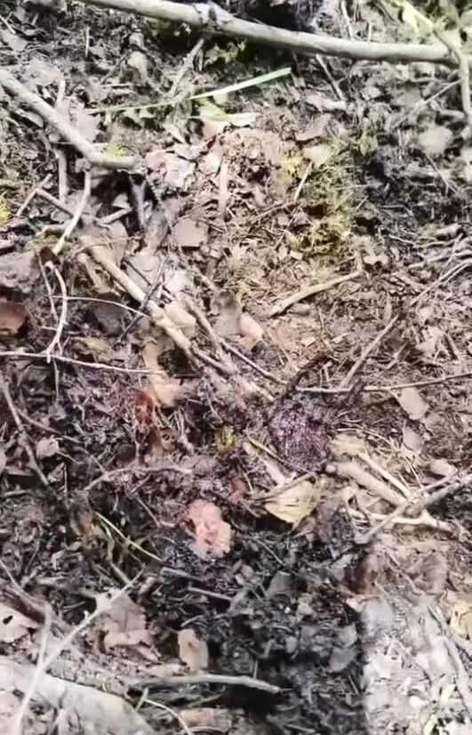 官方回应男子进山捡菌子身亡 疑遭熊袭击身亡