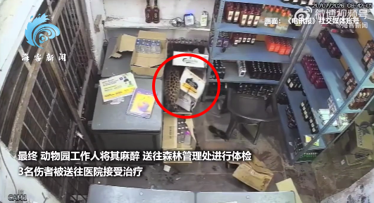 印度一豹子跳过柜台袭击店员 店员大喊挣脱引来大批人围观