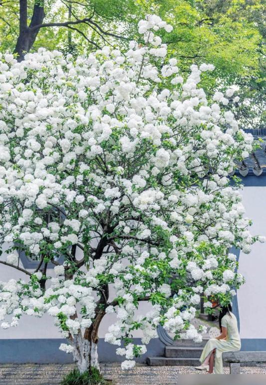 四川一女子,，把花種成“參天大樹”,，開滿10000朵白繡球,！ 養(yǎng)花如養(yǎng)家人
