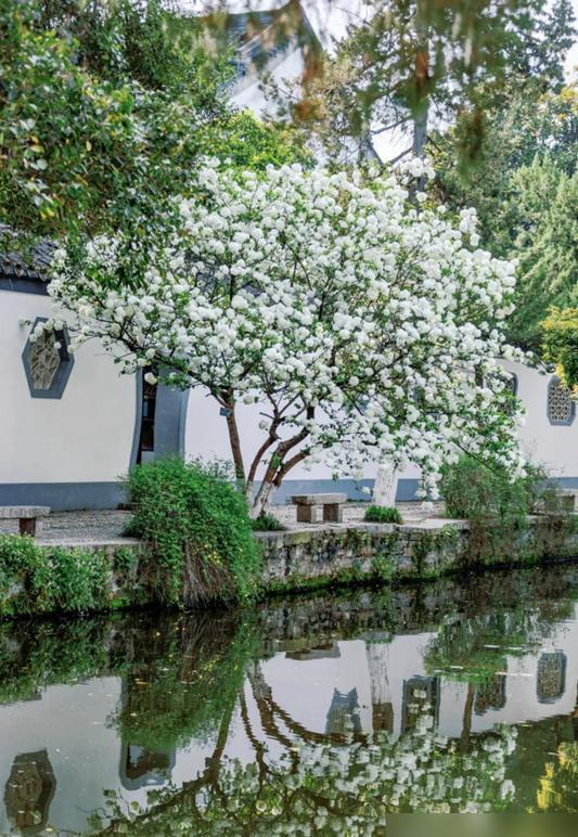 四川一女子,，把花種成“參天大樹”，開滿10000朵白繡球,！ 養(yǎng)花如養(yǎng)家人