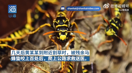 男子掏蜂窝蛰伤他人赔偿13万