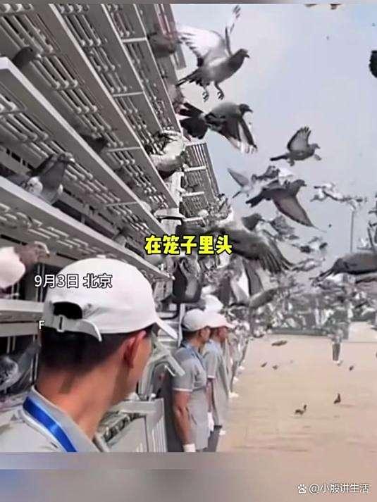 溜出去50多个小时这只和平鸽刚到家 阅兵庆典上的小插曲