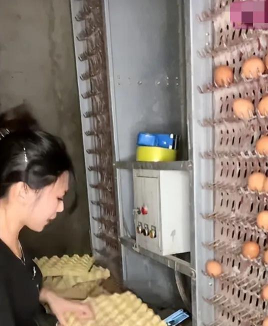 90后夫妻开养殖场每天捡25000个蛋 自力更生，痛并快乐！