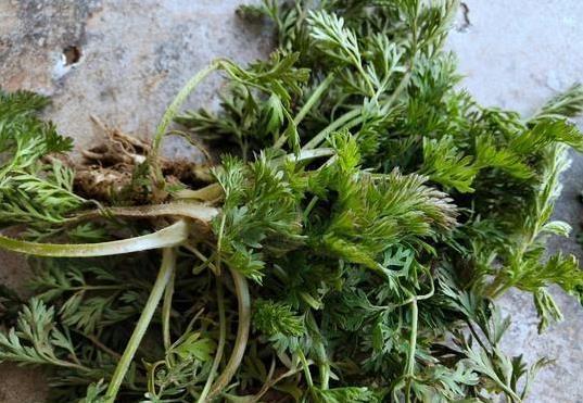 眼睛干涩吃这菜，蒸8分钟清爽上桌，护眼又省钱你试过没？