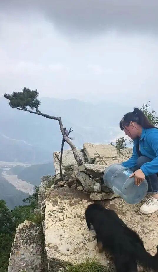 南太行网红松树失窃后被偷偷送回 根部受损存活成疑