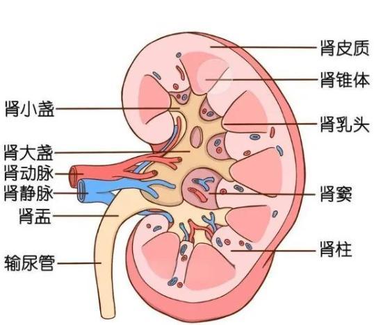 男子體內取出1791顆醫(yī)生都驚了 結石王國驚人現(xiàn)身