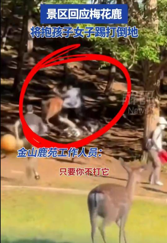 女子帶娃被梅花鹿瘋狂踢打
