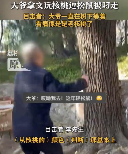 大爷拿文玩核桃逗松鼠被叼走 老核桃引围观