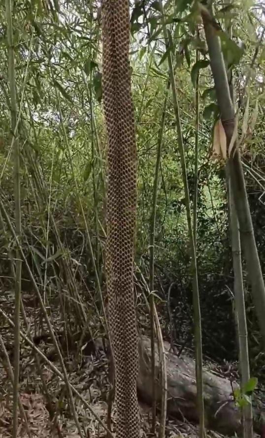 村民回应上山捡到3米多长蛇皮
