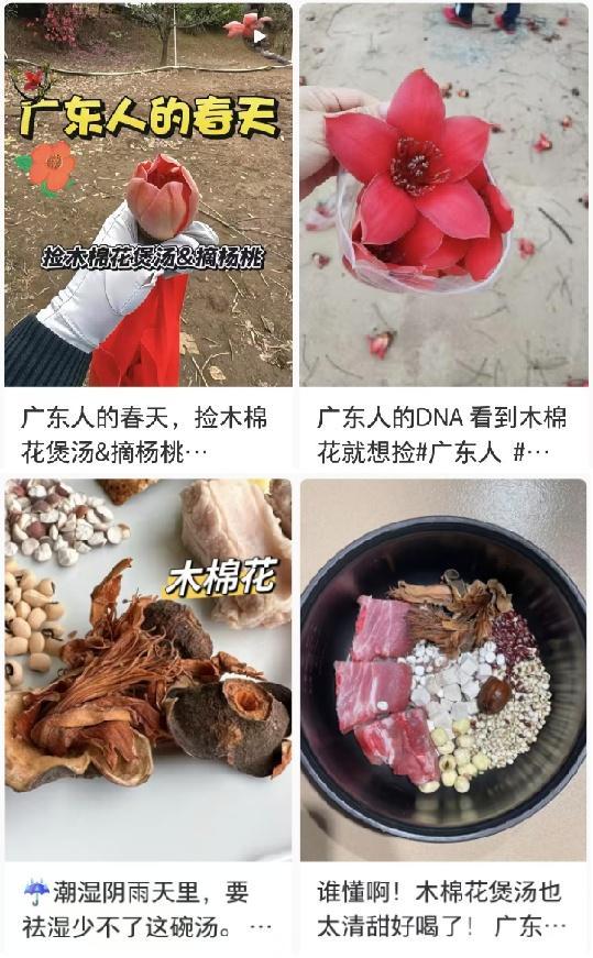 醫(yī)生提醒路邊的木棉花不要撿回家吃