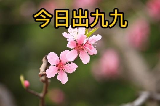 3月12日出“九九”：做2事,、吃3樣、忌1事 踏青正當(dāng)時