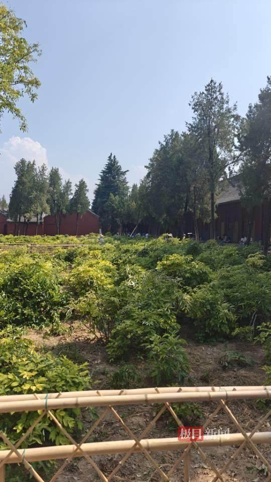 印乐方丈管理下的白马寺：僧人顶着高温种地，农禅并重续祖训