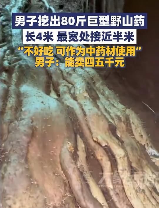 须眉挖出4米长野山药